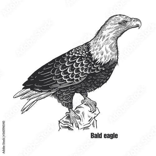 Predatory bird. Bald eagle.