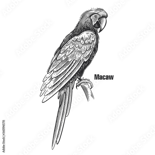 Parrot macaw. Black sketch of bird on a white background.