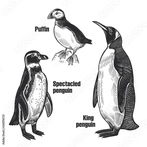 African Spectacled penguin, Arctic King penguin and Puffin. Black and white sketch