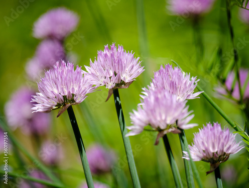 Chive blossoms in bloom in backyard