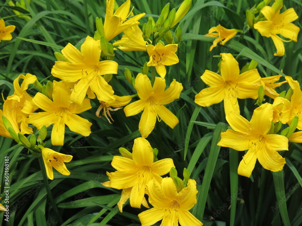 yellow Lily blooms in the garden in summer