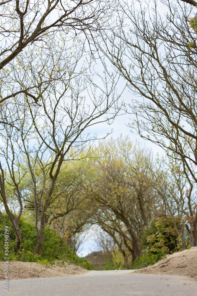 bare branches created a tunnel over the road bare branches created a tunnel over the road
