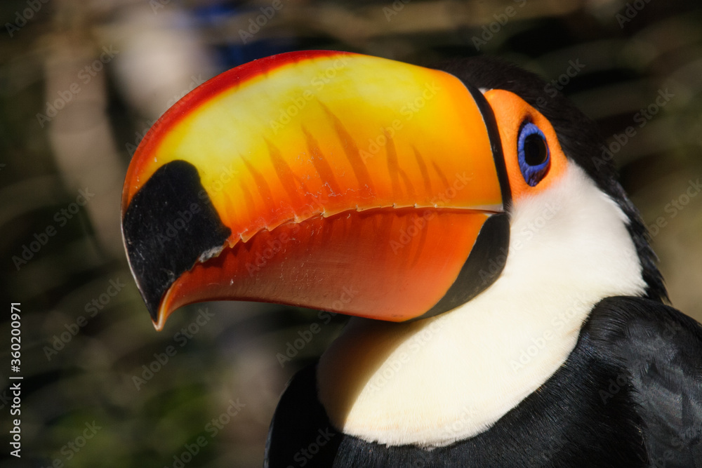 Naklejka premium Toucans on dark background