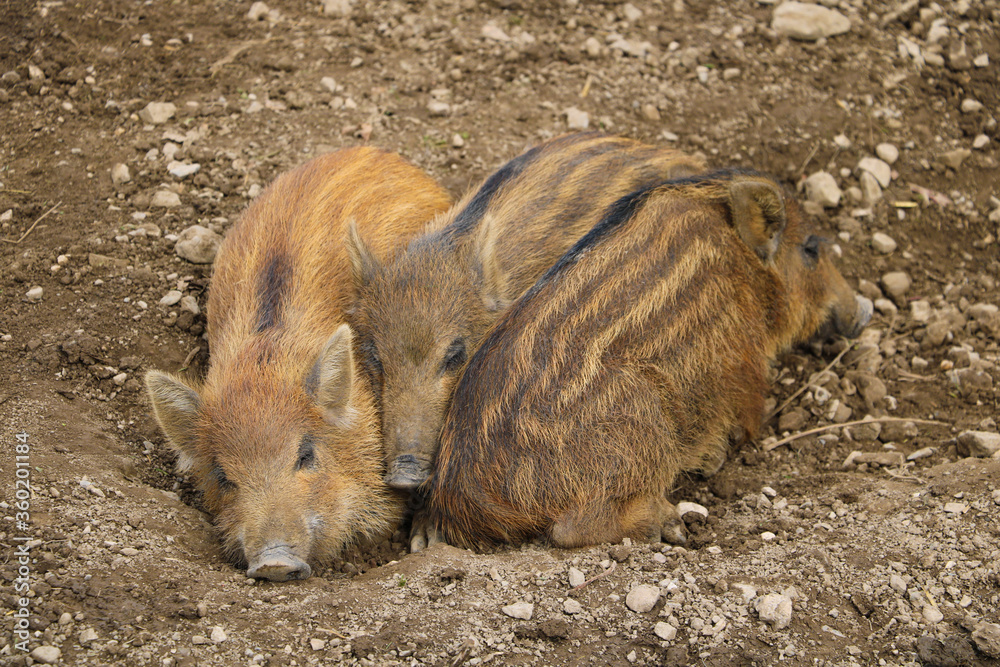 Small wild boar pig lies on the ground. Small wild boar pig lies on the ground.