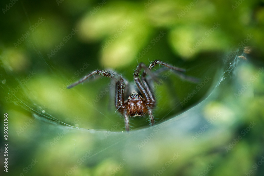 Spinne Spinne