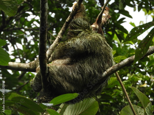 Three-Toed Sloth Mother and Baby in the Rain Forest © D