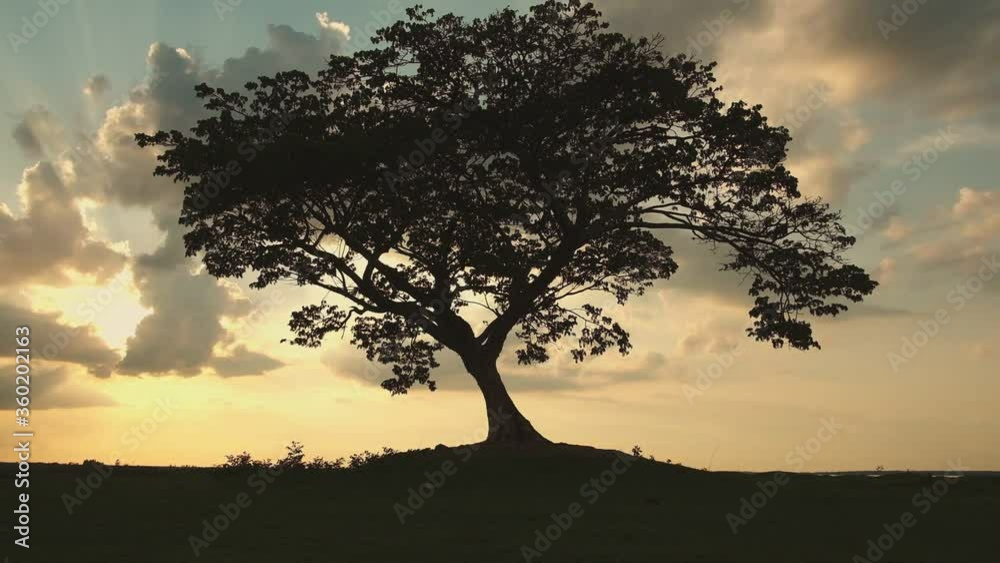 tree with sun and orange sky background,moving shot by gimbal stabilizer tree with sun and orange sky background,moving shot by gimbal stabilizer