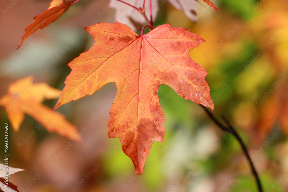 red leaf of canadian maple on natural background, maple syrup folk medecine. Gadget Background red leaf of canadian maple on natural background, maple syrup folk medecine. Gadget Background