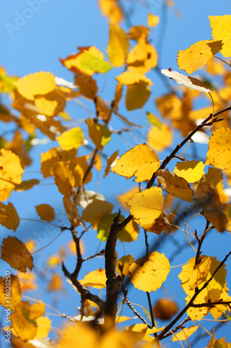 yellow birch leaves against the blue sky natural background  autumn day  vertical format