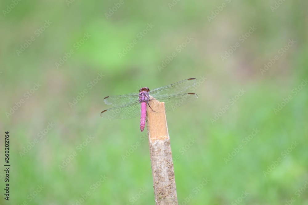 Libéula Roja en Costa Rica, Zona Fría Libéula Roja en Costa Rica, Zona Fría