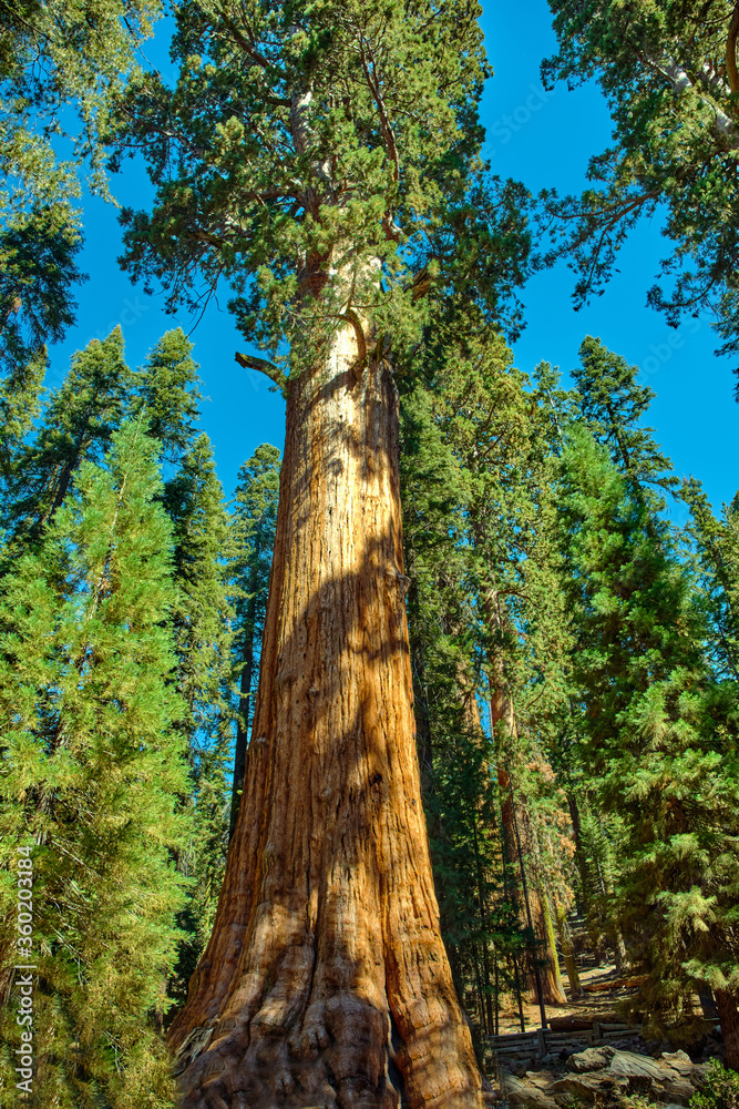 Fototapeta premium Sequoia National Park in California, USA.