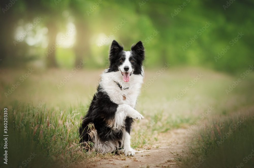 border collie dog lovely portrait funny walk outdoors beautiful background
