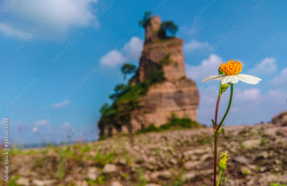 Obraz premium mountain landscape with flowers and blue sky