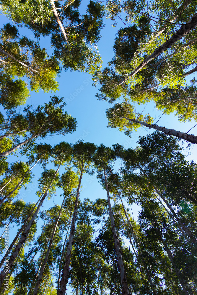 Fototapeta premium Eucalyptus forest