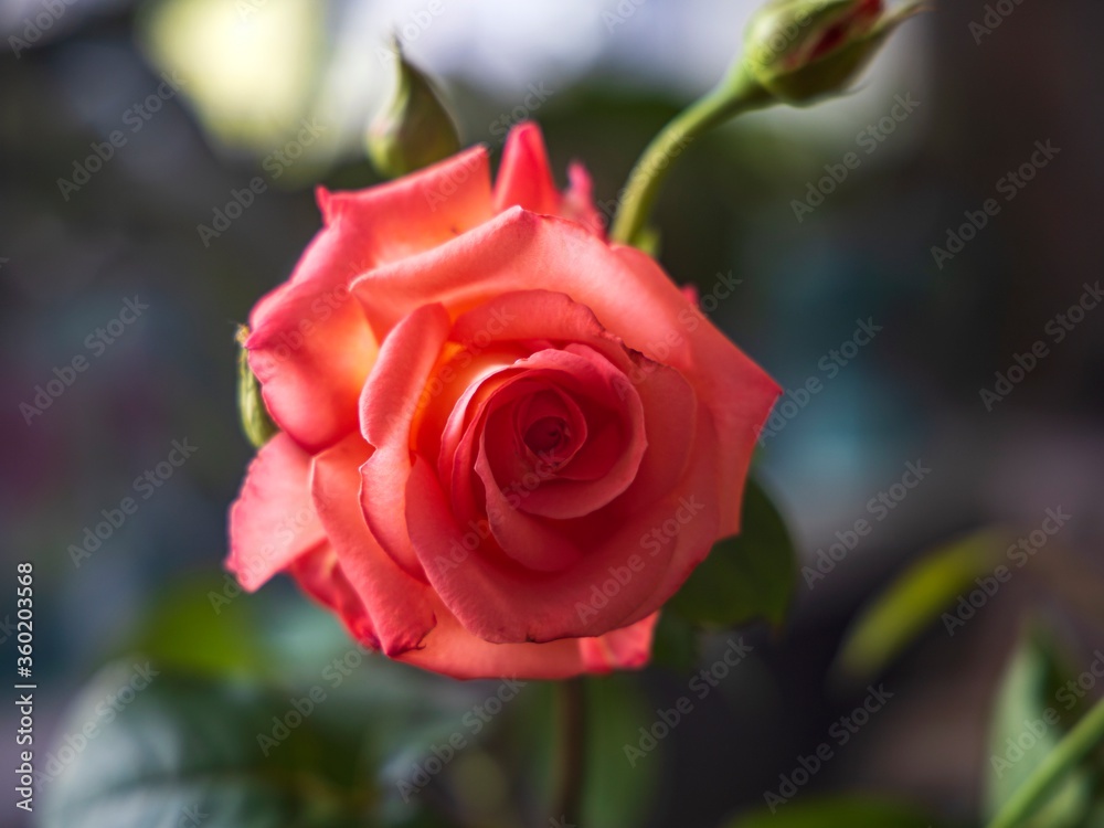 Beautiful rose in the garden closeup Beautiful rose in the garden closeup