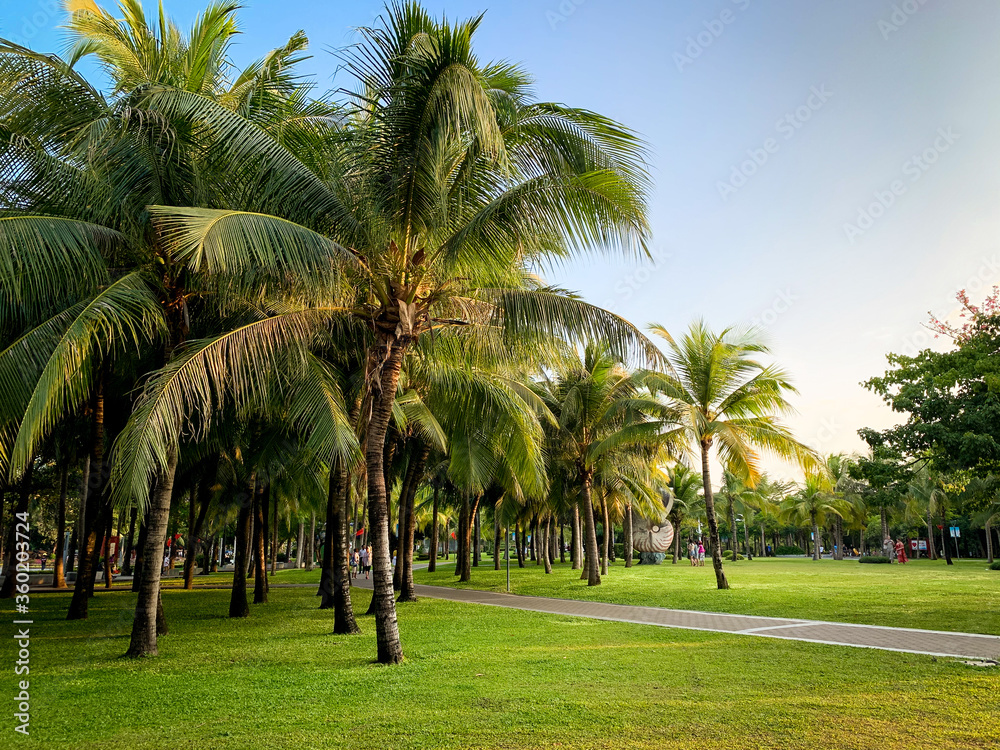 Green palm trees. Green leaves of coconut trees. Balm against the blue sky. Green palm trees. Green leaves of coconut trees. Balm against the blue sky.