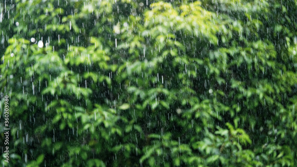 Rain in the daytime with soft focus background green trees Rain in the daytime with soft focus background green trees