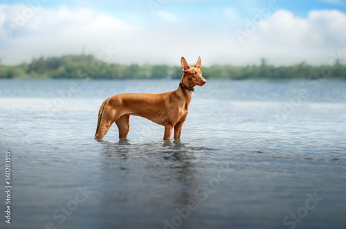 pharaoh dog beautiful portrait outdoors a magical walk by the river 