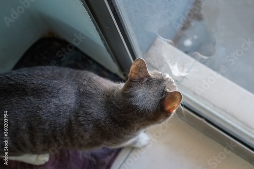 cat reflection at glass door 