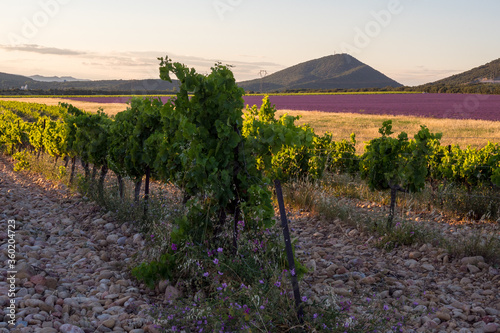 Vignobles Grignan les Adhemar, near Grignan, France photo