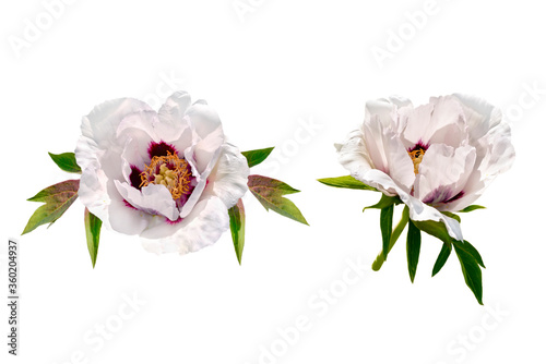 Couple of lite pink peony flowers isolated on white