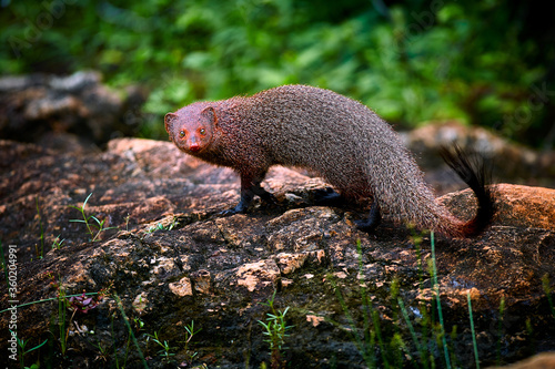 Ruddy mongoose, Herpestes smithii, is a mongoose species native to hill forests in India and Sri Lanka.. Wildlife scene from Yala National Park. Traveling in Sri Lanka.