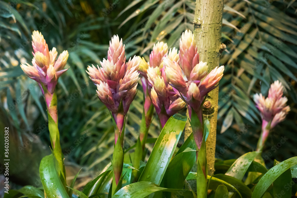 Pink buds guzmania flowers growing in a tropical greenhouse. Pink buds guzmania flowers growing in a tropical greenhouse.