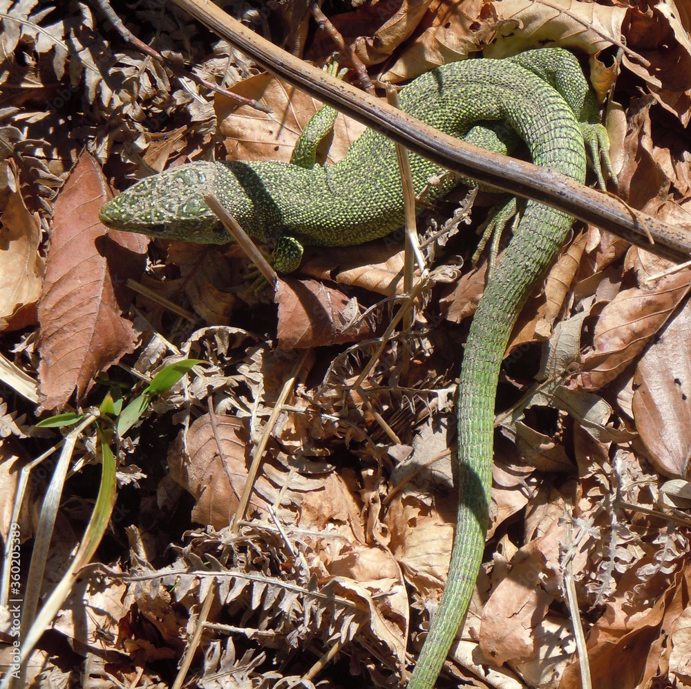 Lizard warms up in the spring sun in mountain – march 2020 Lizard warms up in the spring sun in mountain – march 2020