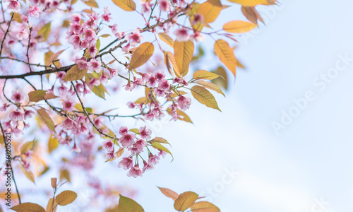 The blossom of Prunus cerasoides in the winter.