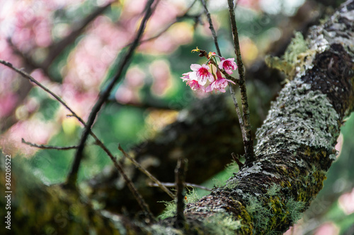 The blossom of Prunus cerasoides in the winter.