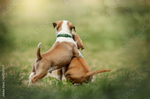 american staffordshire terrier cute puppies first walk outdoors beautiful green background 