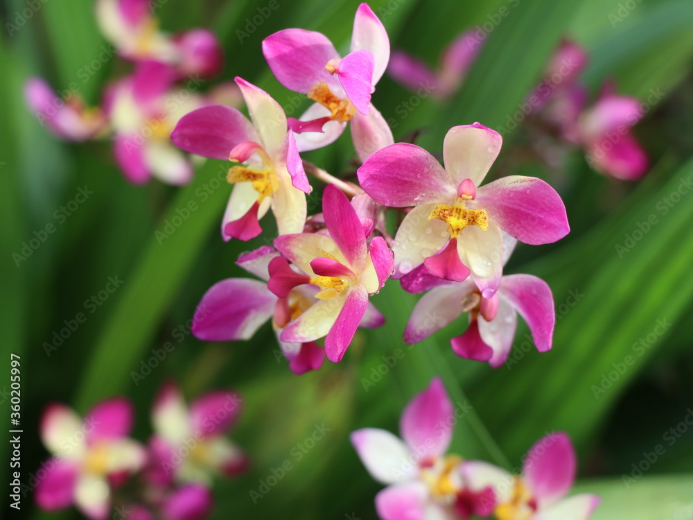 Beautiful orchid flowers with rain drops Beautiful orchid flowers with rain drops