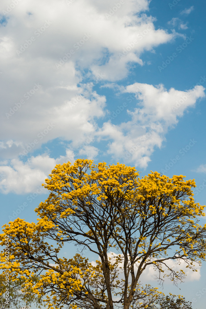 Ipê amarelo florido contra céu azul e nuvens.