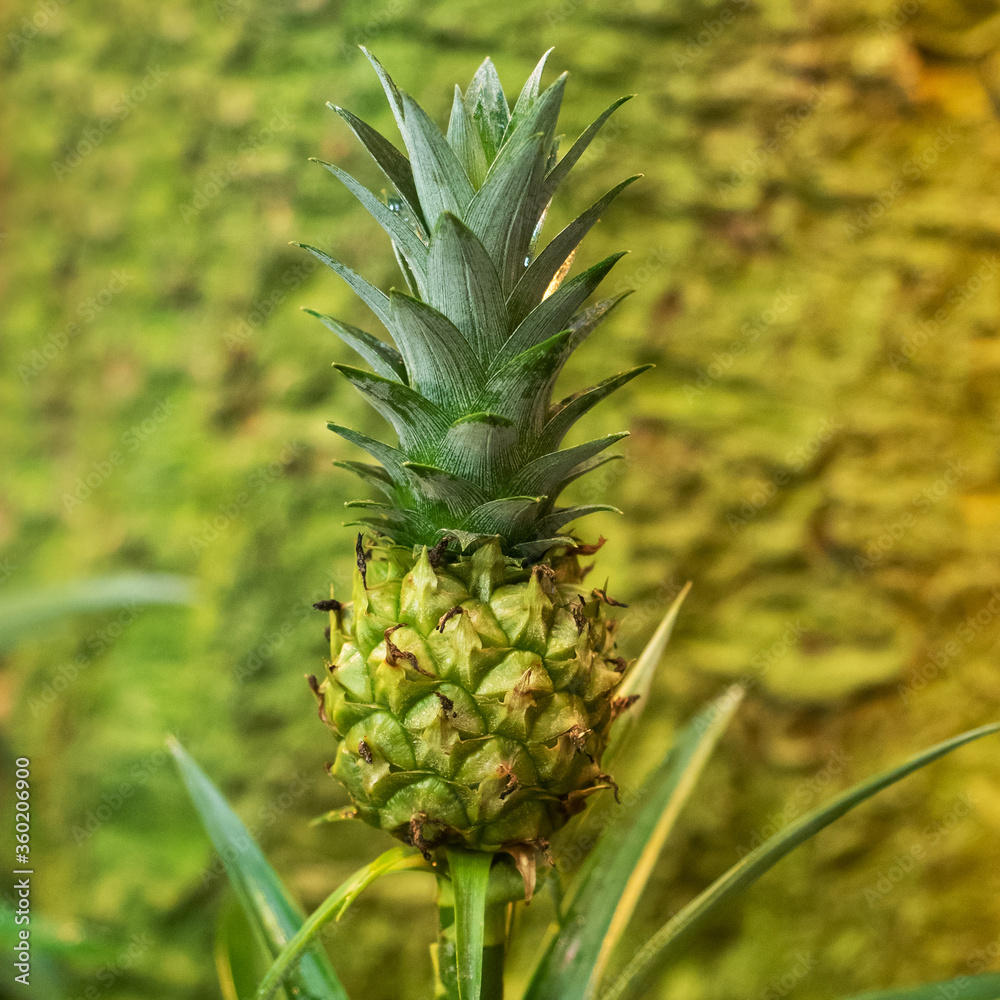 Obraz premium Growing a small pineapple in a tropical greenhouse.