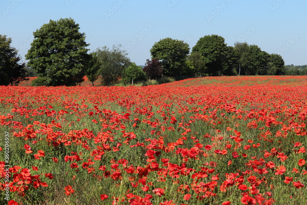 Brilliant red blooms red poppy heads 