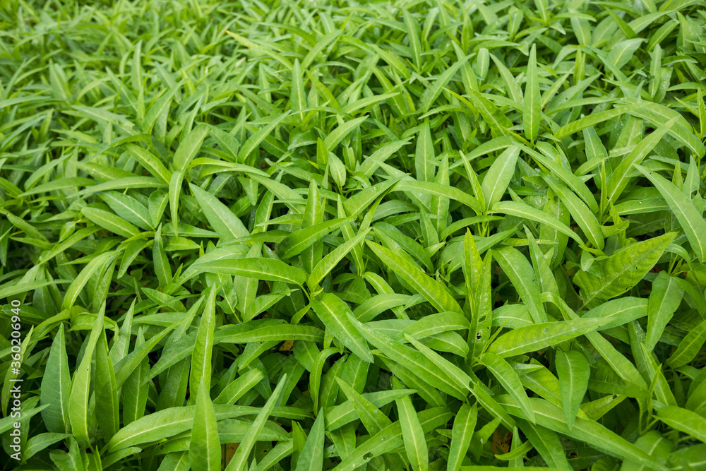 Green water spinach plants in growth at vegetable garden, vegetable in southeast asia and China Green water spinach plants in growth at vegetable garden, vegetable in southeast asia and China