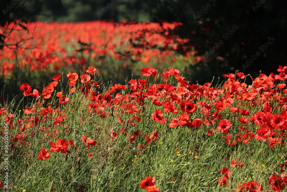 Obraz premium Brilliant red blooms red poppy heads 