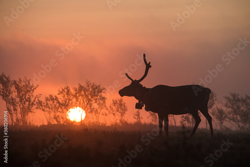 Reindeer silhouette at dawn. The sun rises on the horizon. North of Russia, Kola Peninsula.