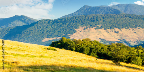 trees on the hillside meadow in mountains. sunny morning scenery of carpathian countryside