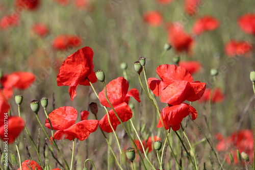 Brilliant red blooms red poppy heads 