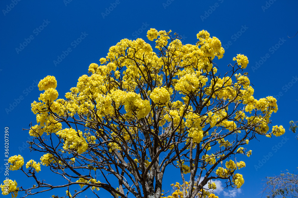 Copa de árvore, ipê amarelo florido. Copa de árvore, ipê amarelo florido.