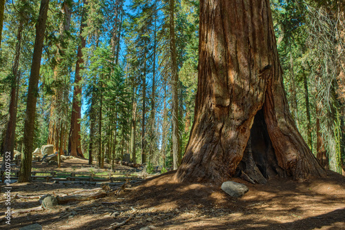 Sequoia National Park in California, USA.
