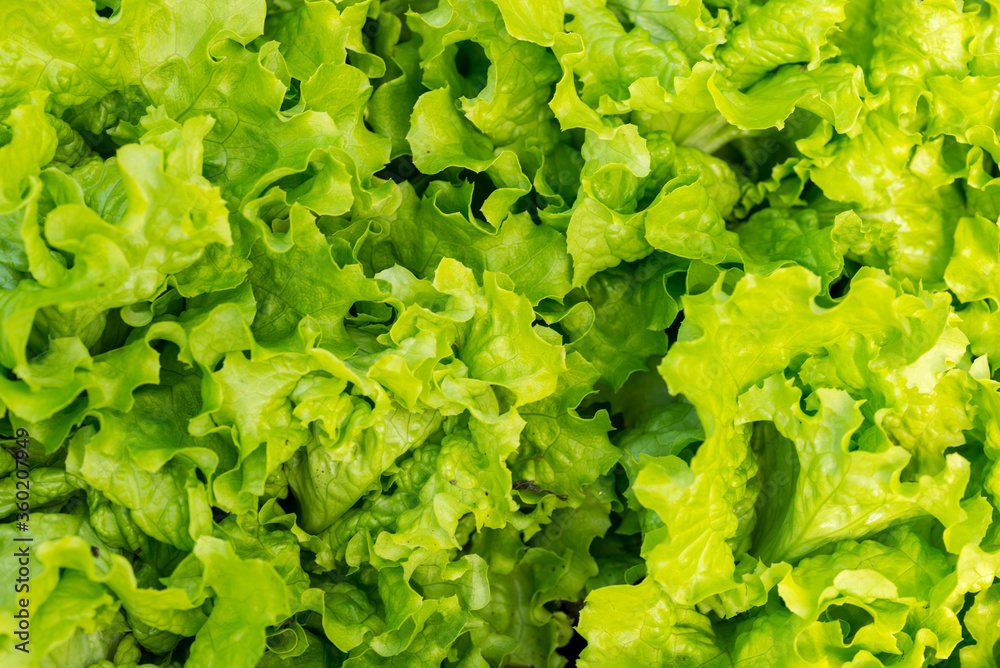 Fresh, green salad leaves textured background Fresh, green salad leaves textured background
