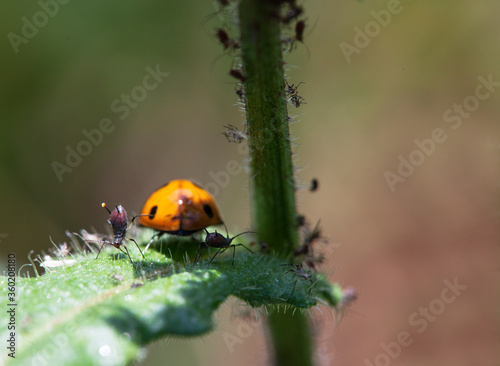 ladybug on a leaf