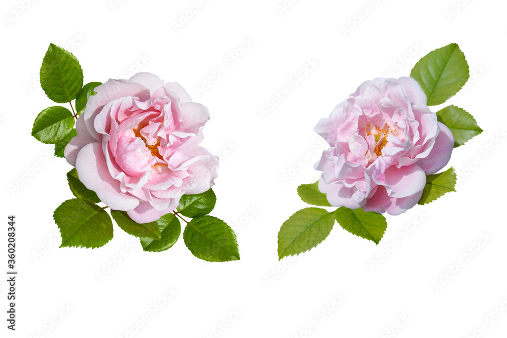 Couple of pink rose flowers isolated on white Couple of pink rose flowers isolated on white