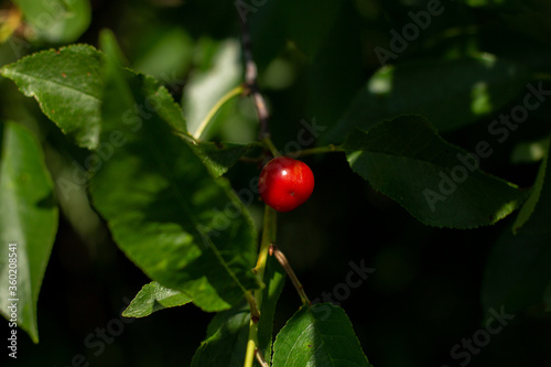 ripe cherry on a tree branch