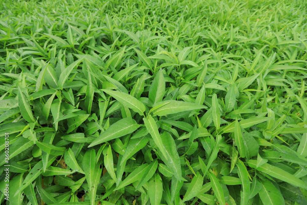 Green water spinach plants in growth at vegetable garden, vegetable in southeast asia and China Green water spinach plants in growth at vegetable garden, vegetable in southeast asia and China