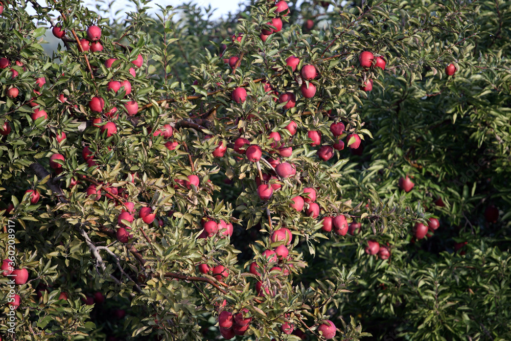 Apples ready to harvest in orchard Apples ready to harvest in orchard