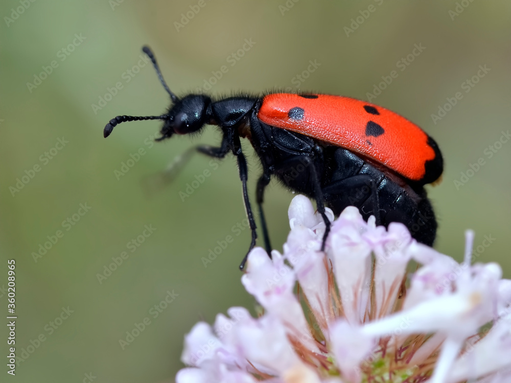 Fototapeta premium Macro of beetle Mylabris quadripunctata on flower seen from profile