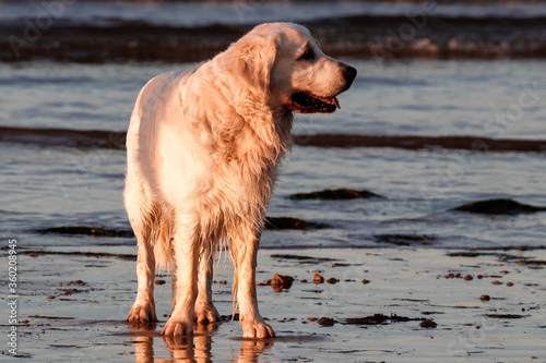 beauty golden in the beach photo